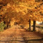 Fundamentals of EFT, presented by Gretchen Harro